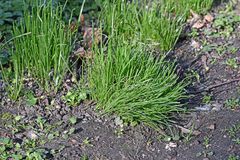 Ornithogalum umbellatum