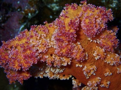 Dendronephthya hemprichi