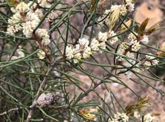 Hakea mitchellii