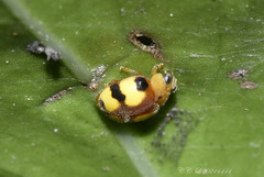 Amida tricolor