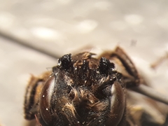 Osmia tricornis