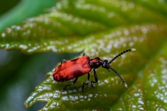 Lemodes coccinea