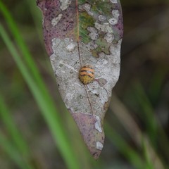 Paropsis obsoleta