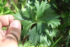 Anemonastrum biarmiense