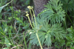 Anemonastrum biarmiense