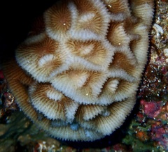 Paramontastraea peresi