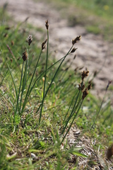 Carex stenophylla