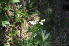Anemonastrum biarmiense