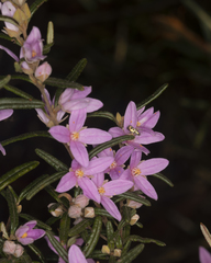 Boronia hapalophylla