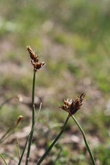 Carex stenophylla