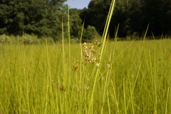 Juncus effusus solutus