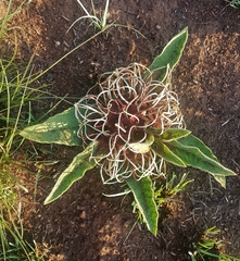 Brachystelma barberae