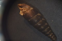 Clausilia rugosa parvula
