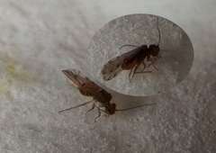 Pterygota