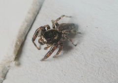 Salticinae