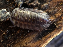 Oniscus asellus