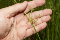 Juncus effusus solutus