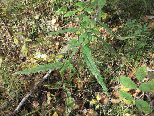 Urtica angustifolia iNat (1)