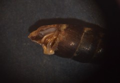 Clausilia rugosa parvula
