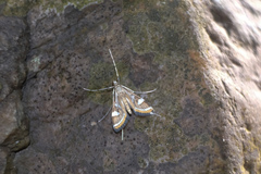 Strepsinoma