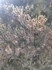 Salsoloideae