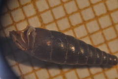 Clausilia rugosa parvula