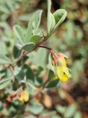 Hermannia salviifolia