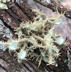 Usnea scabrida