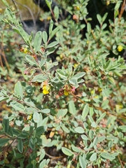 Hermannia salviifolia