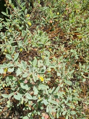 Hermannia salviifolia