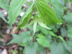 Prosartes lanuginosa