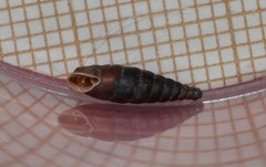 Clausilia rugosa parvula