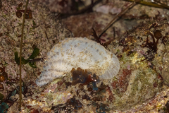 Polycitoridae
