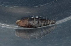 Clausilia rugosa parvula