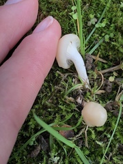 Cuphophyllus virgineus