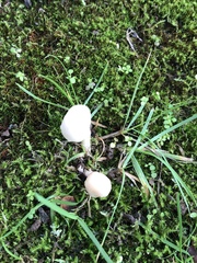 Cuphophyllus virgineus