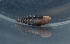 Clausilia rugosa parvula