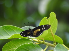 Hypolimnas anthedon wahlbergi