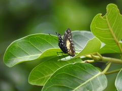 Hypolimnas anthedon wahlbergi