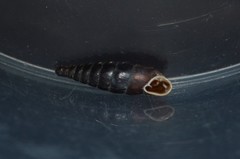 Clausilia rugosa parvula