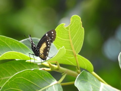 Hypolimnas anthedon wahlbergi