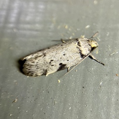 Philobota transversella