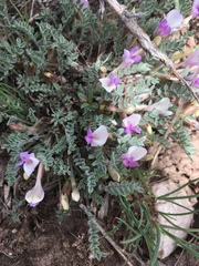 Astragalus argophyllus martinii