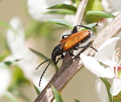 Lepturidea deplanchei