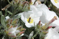 Anthophila