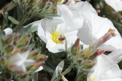 Anthophila