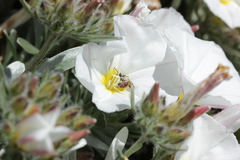 Anthophila