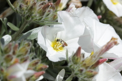 Anthophila