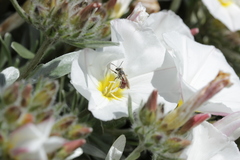 Anthophila