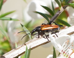 Lepturidea deplanchei